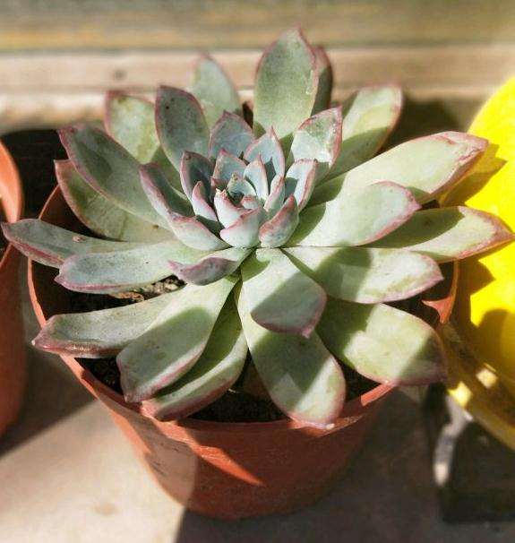 多肉都到秋天了 怎么还是蔫儿