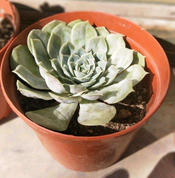 多肉都到秋天了 怎么还是蔫儿