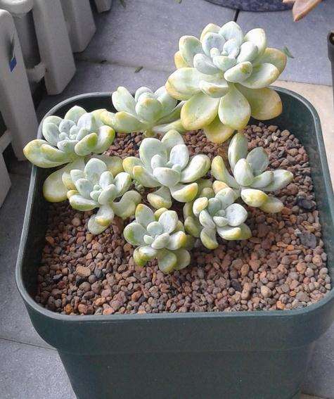 秋天多肉开始变美了 怎么样 图片