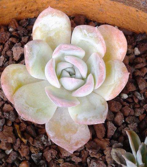 秋天多肉开始变美了 怎么样 图片