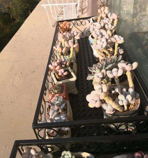 为什么秋天真是多肉的一个好季节