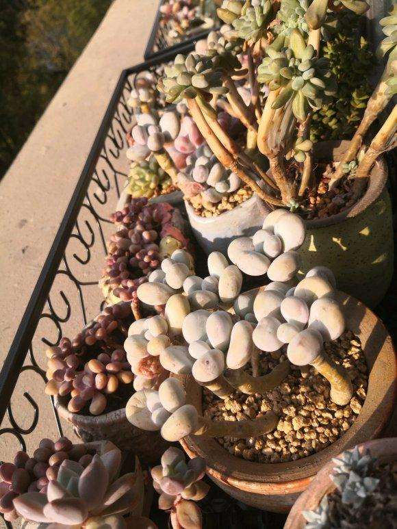 为什么秋天真是多肉的一个好季节