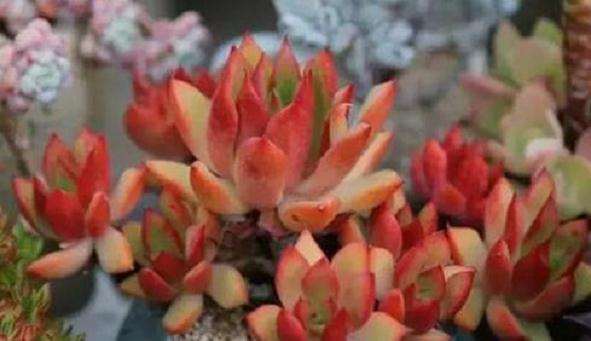 秋天养多肉植物怎么浇水遮阳的方法