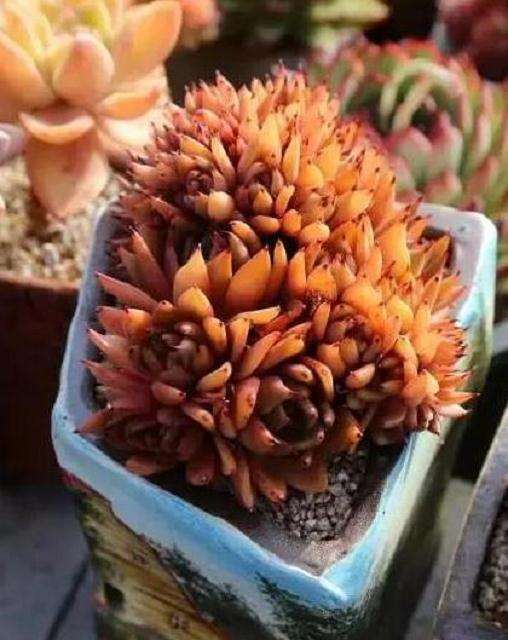 秋天养多肉植物怎么浇水遮阳的方法