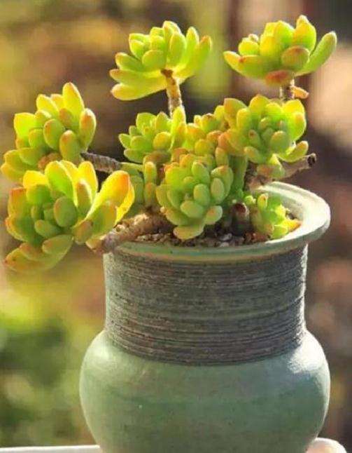 秋天养多肉植物怎么浇水遮阳的方法