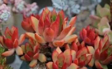 秋天养多肉植物怎么浇水遮阳的方法