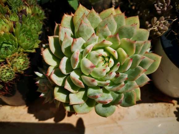 秋天来了 多肉开始出状态了 图片