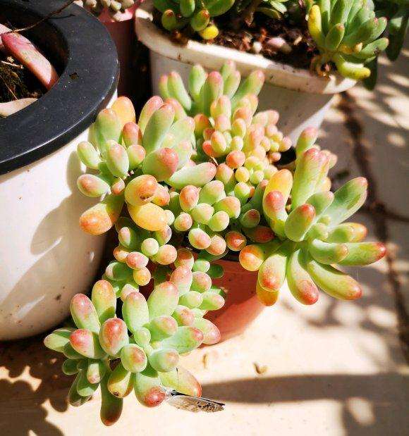 秋天来了 多肉开始出状态了 图片