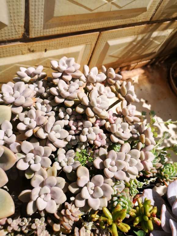 秋天来了 多肉开始出状态了 图片