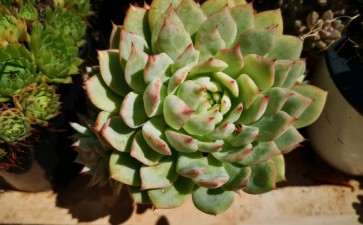 秋天来了 多肉最美的时刻也到了