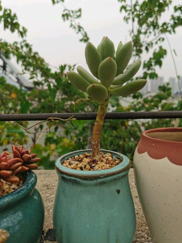 多肉终于熬到了秋天 怎么样 图片