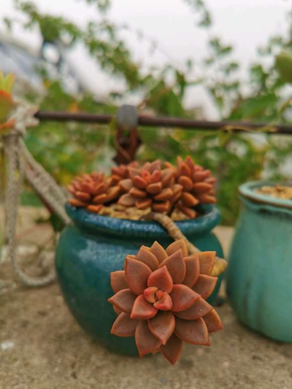 多肉终于熬到了秋天 怎么样 图片