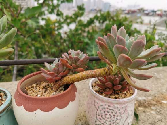 多肉终于熬到了秋天 怎么样 图片