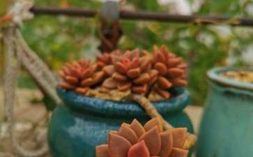 多肉终于熬到了秋天 可以吗 图片