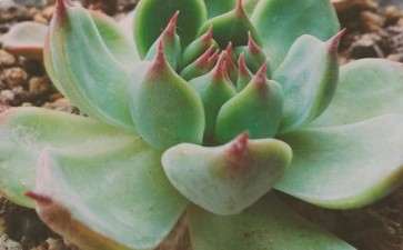 秋天温度高 对多肉是好 还是不好