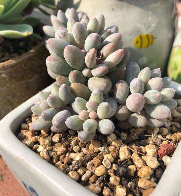 秋天来啦 多肉晒起来