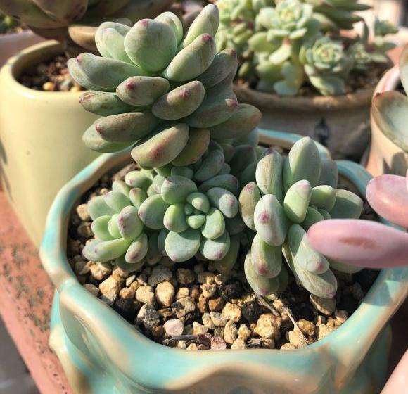 秋天来啦 多肉晒起来