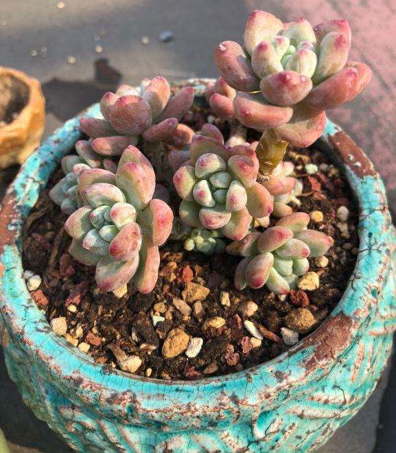 秋天来啦 多肉晒起来