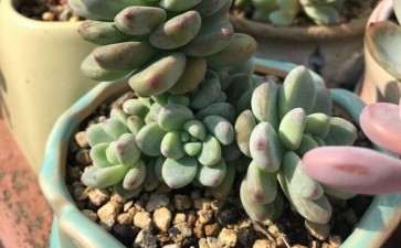 秋天来啦 多肉晒起来 图片