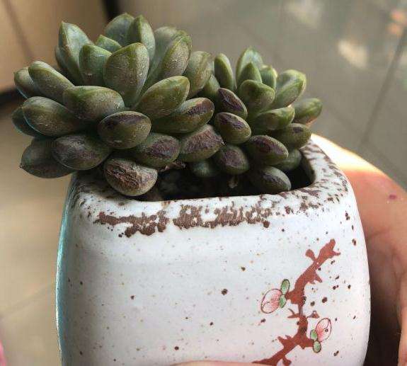 为什么秋天多肉一定要遮阳