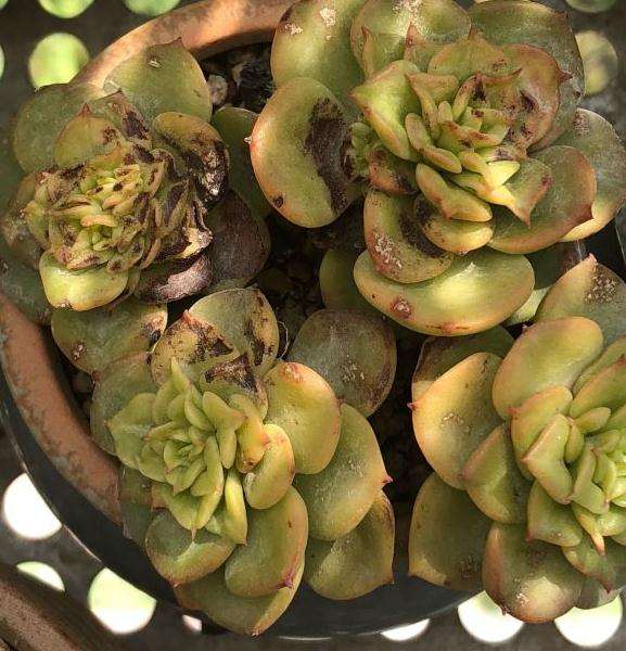 为什么秋天多肉一定要遮阳