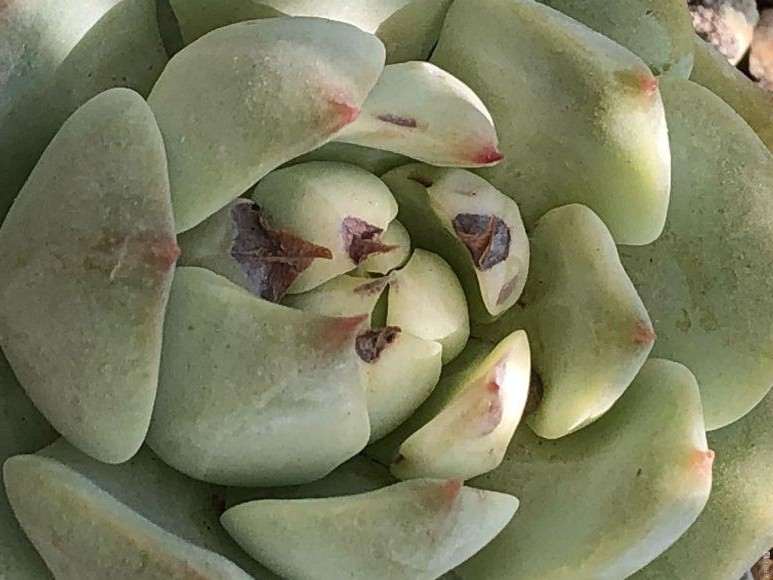 为什么秋天多肉一定要遮阳