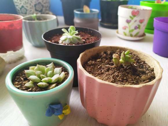 秋天买的多肉 终于熬过了冬天 图片