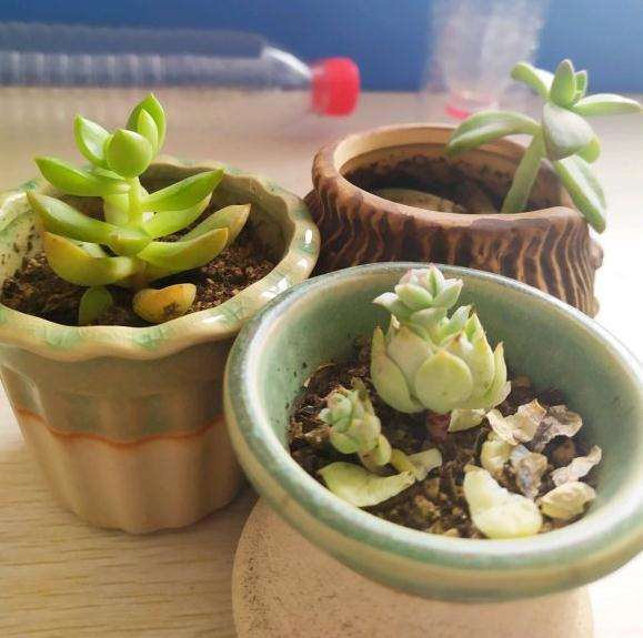 秋天买的多肉 终于熬过了冬天 图片