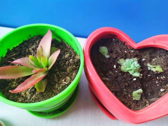 秋天买的多肉 终于熬过了冬天 图片