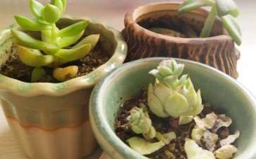 秋天买的多肉 终于熬过了冬天 图片