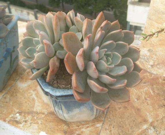 秋天适合买什么多肉