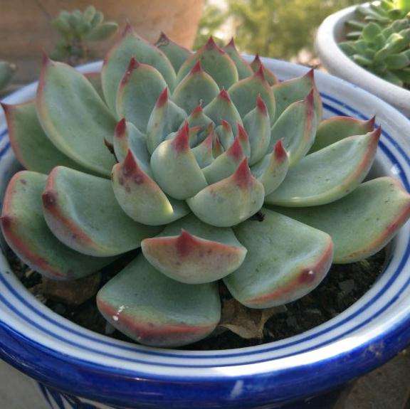 秋天适合买什么多肉