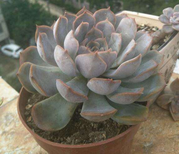 秋天适合买什么多肉