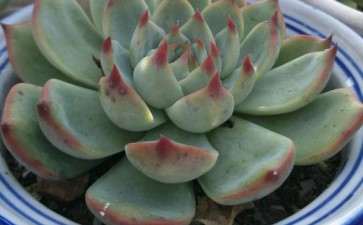 秋天适合买什么多肉 求推荐 图片