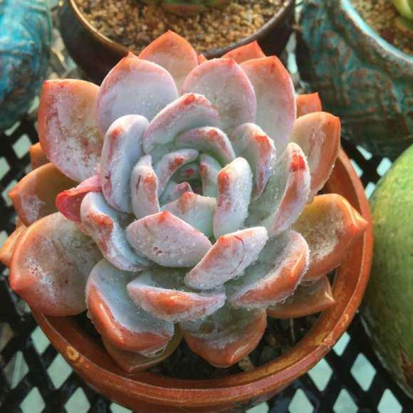 真正的秋天到了 多肉更加漂亮了