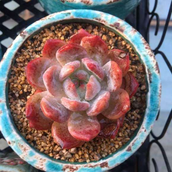 真正的秋天到了 多肉更加漂亮了