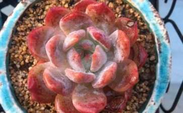 真正的秋天到了 多肉更加漂亮了 图片