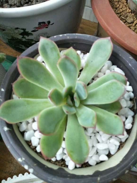 秋天了 来波多肉对比图