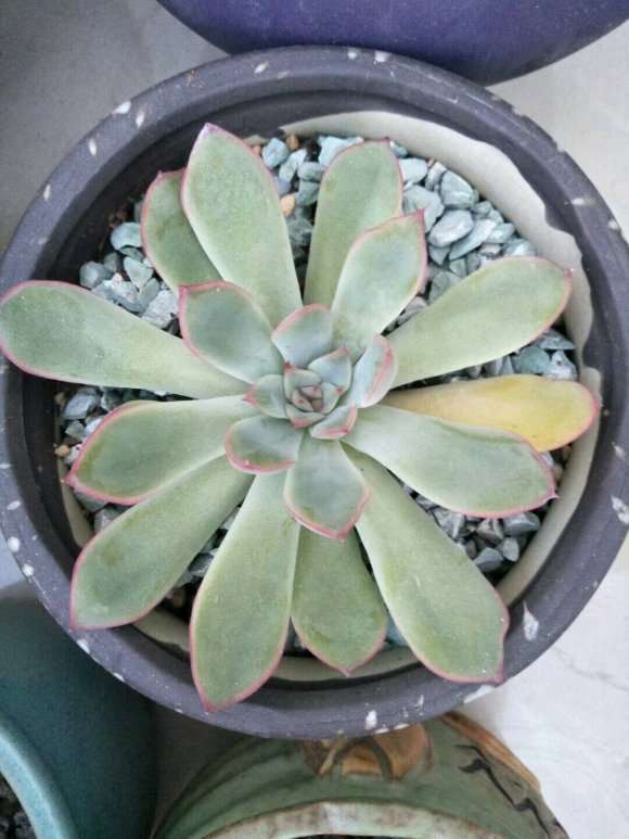 秋天了 来波多肉对比图