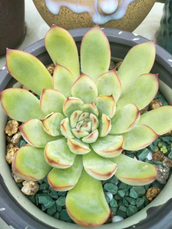 秋天了 来波多肉对比图