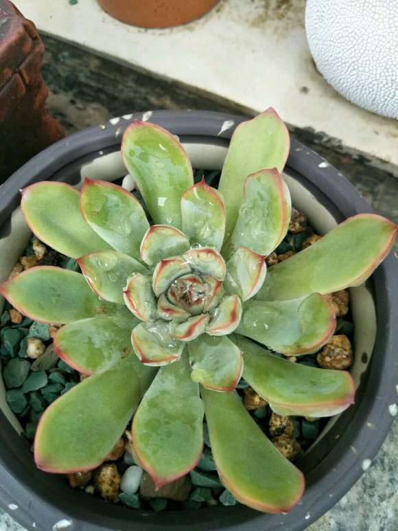 秋天了 来波多肉对比图