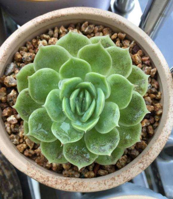 为什么多肉熬过了夏天 却死在了秋天