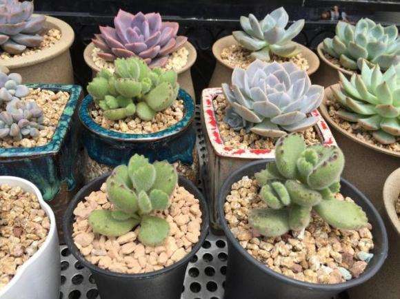 为什么多肉熬过了夏天 却死在了秋天