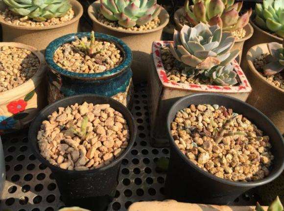 为什么多肉熬过了夏天 却死在了秋天