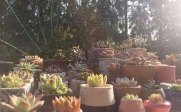 屋頂花园的秋天多肉 图片