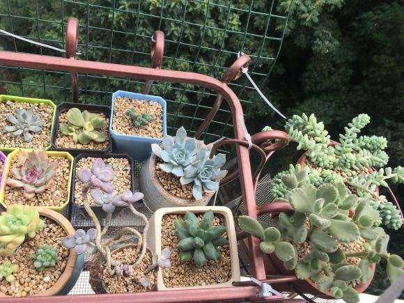 秋天多肉露养的和飘窗养有什么区别