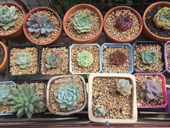 秋天多肉露养的和飘窗养有什么区别