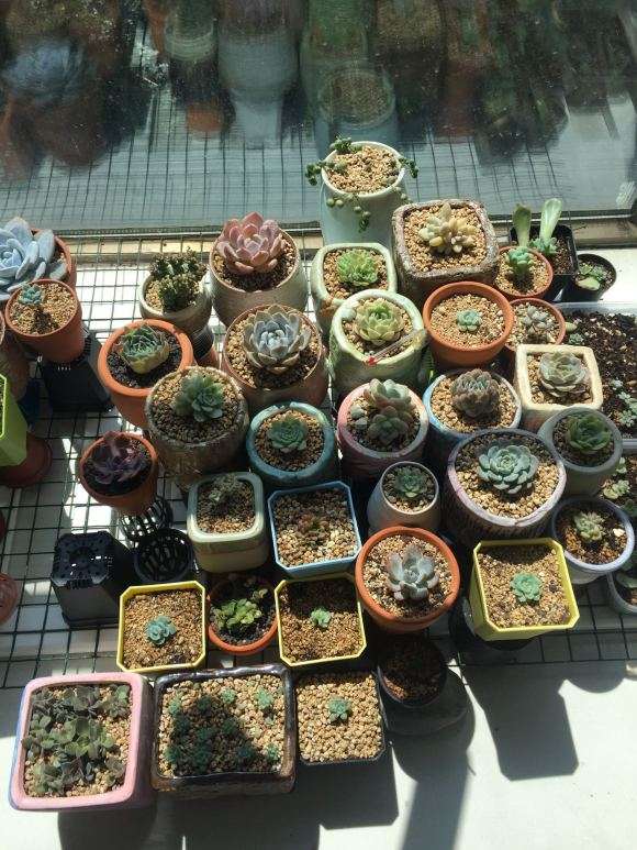 秋天多肉露养的和飘窗养有什么区别