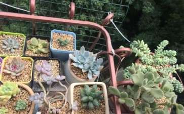 秋天多肉露养的和飘窗养有什么区别