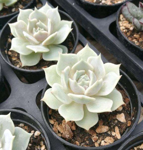 秋天到了 多肉最美的季节来啦